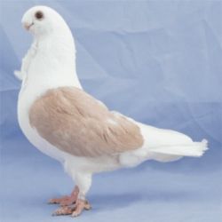 MEWKA NIEMIECKA TARCZOWA3